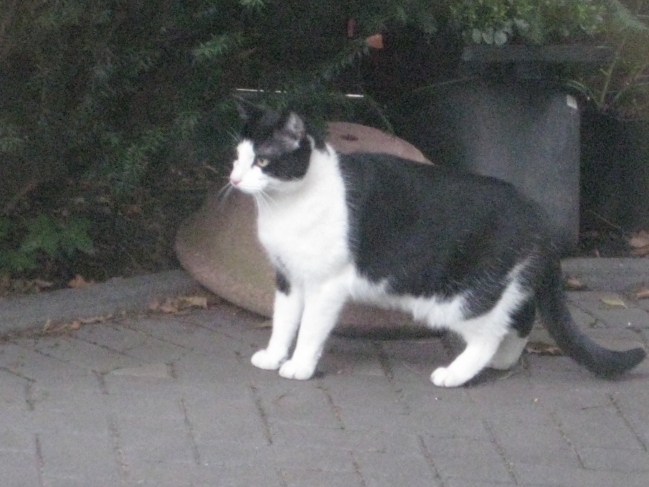 A cat in the garden, animal