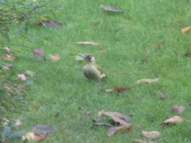 Small bird 4, 