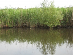 Grass on the canal bank