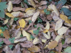Autumn leafes