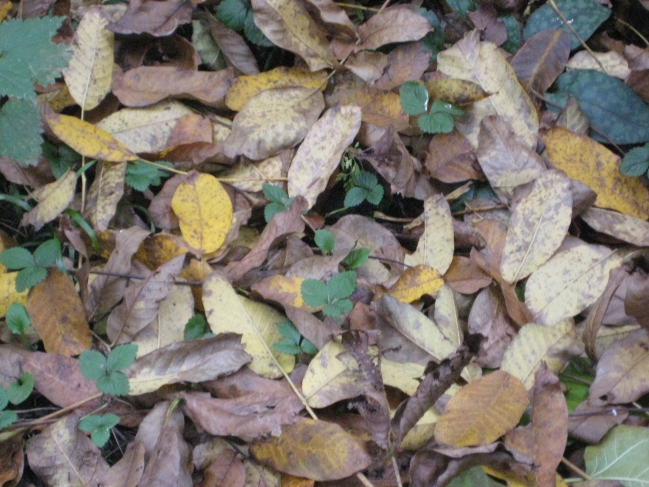 Autumn leafes, 