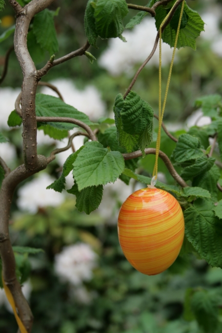 An easter egg on a cork screw bush, 