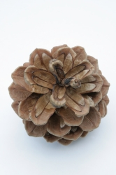 Fir cone shown from top
