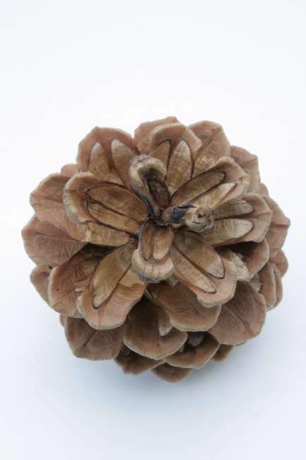 Fir cone shown from top, Unusual top-down view of a fir or spruce cone on plain white background, crip focus