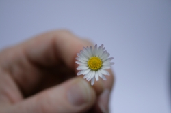 A small flower in hand