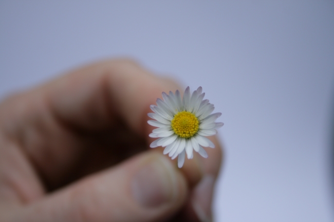 A small flower in hand, 