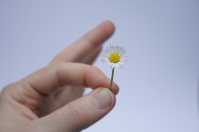 A white flower, 