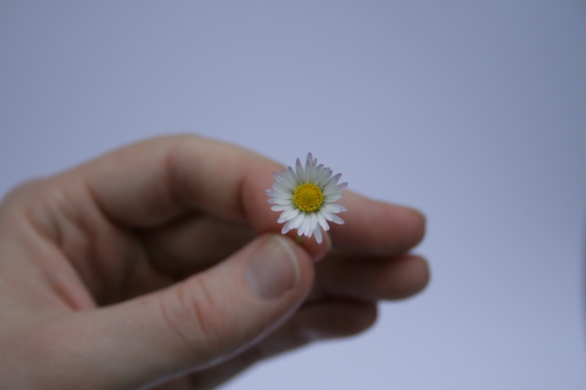 A small flower, 