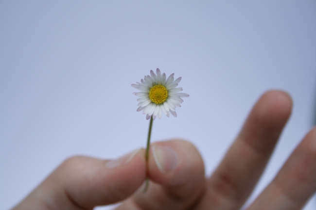 Flower, close, white background