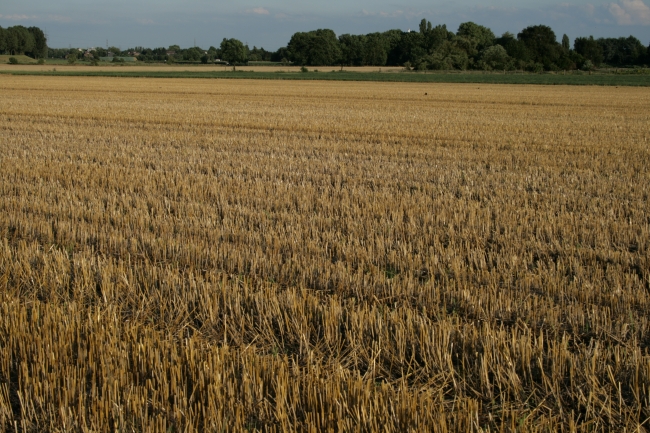 Ein Kornfeld, 