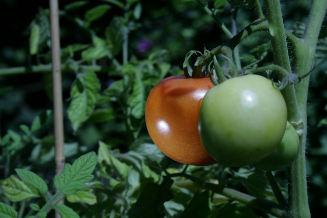 Grüne und rote Tomate, Grüne und rote Tomate, mit Blitz aufgehellt