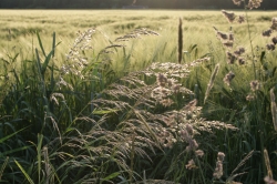 Field of dreams detail