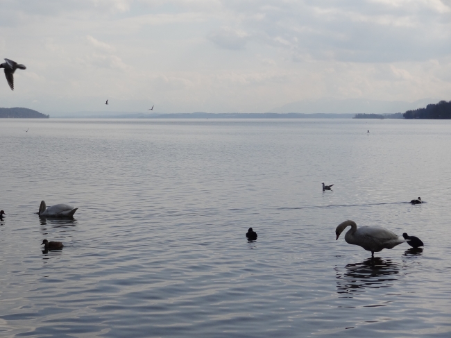 Swan lake, Starnberger See