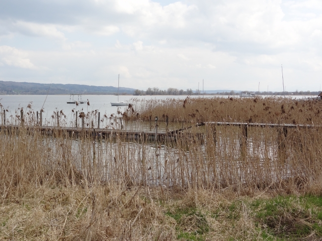 Schilfrohr am Ufer des Sees, Ammersee near Munich