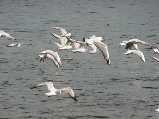 Möwen, Starnberger See