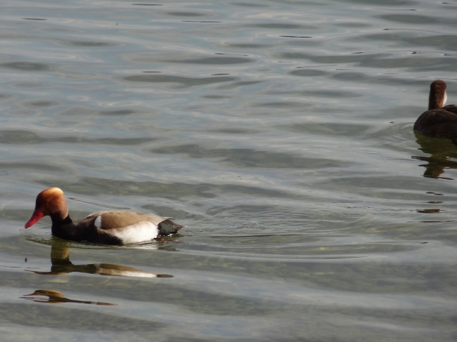 Enten, Starnberger See