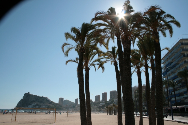 IMG_09955_Playa de Poniente_Palmen.JPG, 