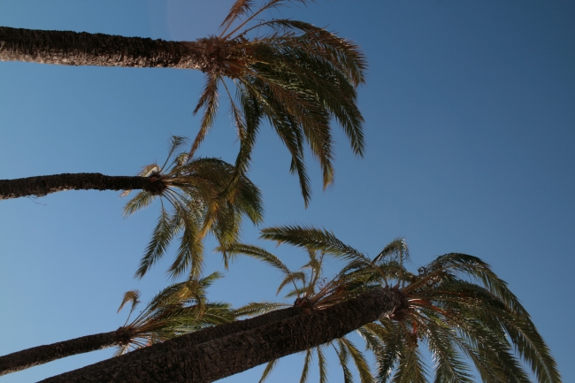 IMG_09957_Playa de Poniente_Palmen.JPG, 