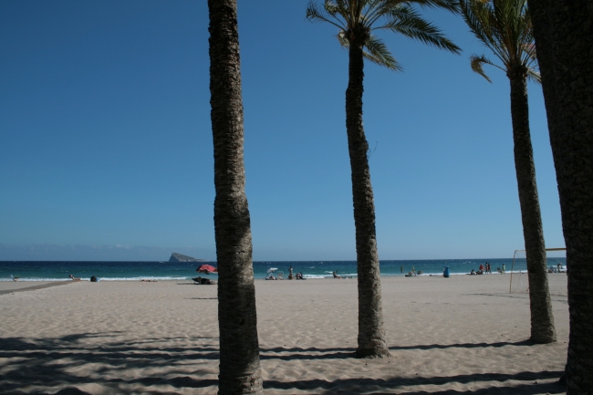 IMG_09958_Playa de Poniente_Palmen.JPG, 