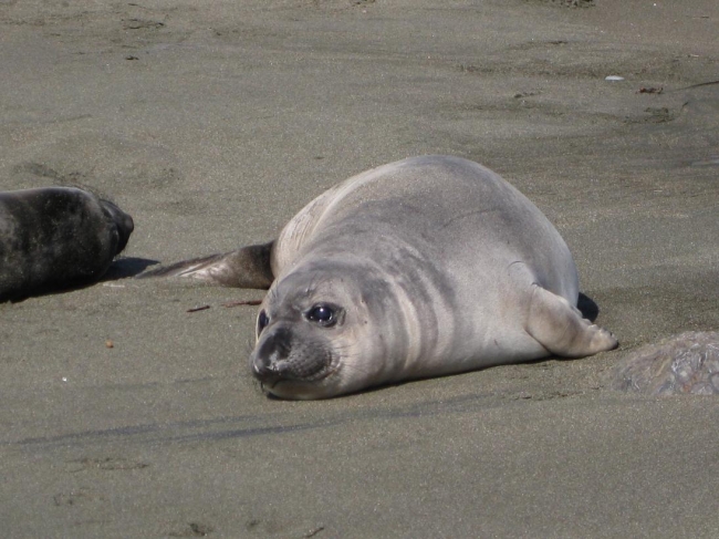 Seal on San francisco beach, 
