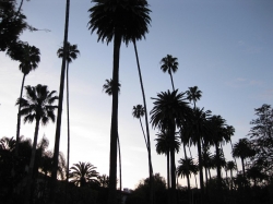 Palms against the sky