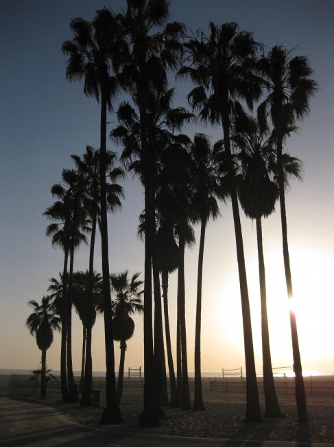 Palms, 