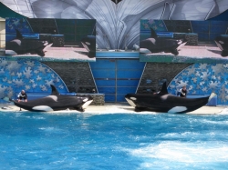 Shamu