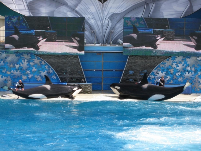 Shamu, Orca show in Sea World