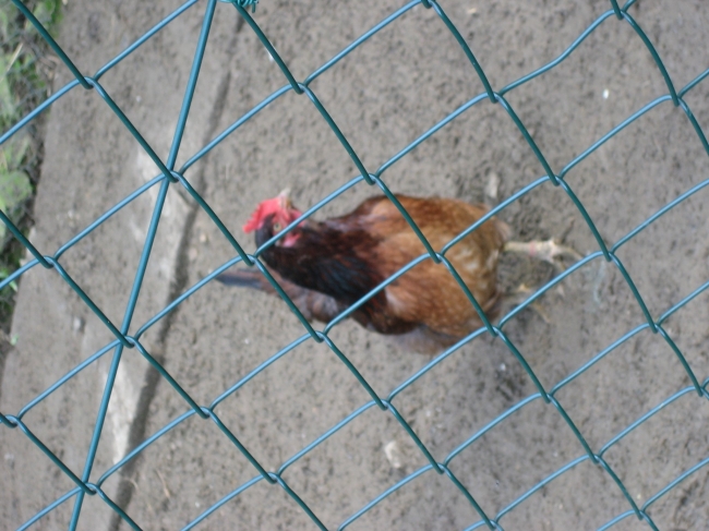 Huhn, und falscher Fokus