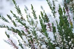 Schnee auf einem Strauch