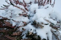 Schnee auf Lavendel