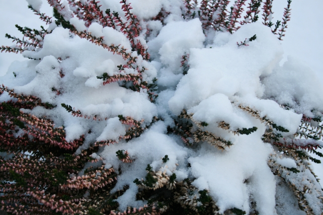 Schnee auf Lavendel, 