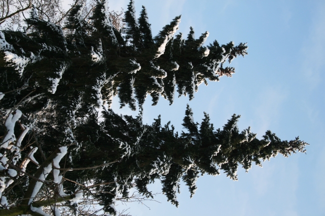 Schnee auf zwei Tannen, 