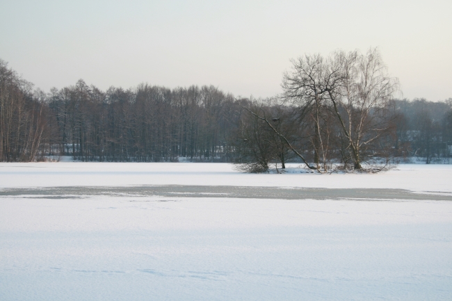 Insel im Rotbachsee, im Winter