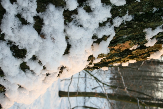 Schnee auf der Rinde eines Baumes, 
