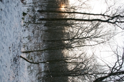 Winterlicher Wald