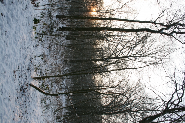 Winterlicher Wald, 