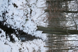 Winterlicher Wald 2
