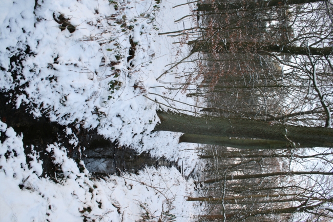 Winterlicher Wald 2, 