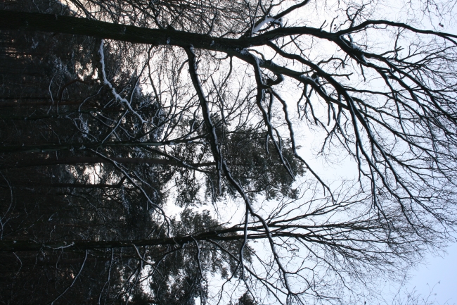 Kahle Äste in einem winterlichen Wald, 