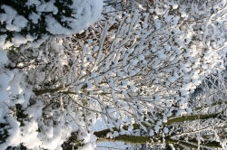 Schneebedeckte Bäume