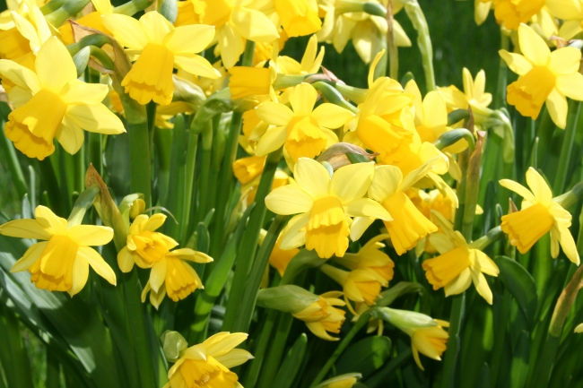 Frühlingsblumen, geblitzt, 