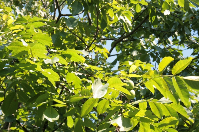 Durchleuchtete Blätter an einem Feigenbaum, 