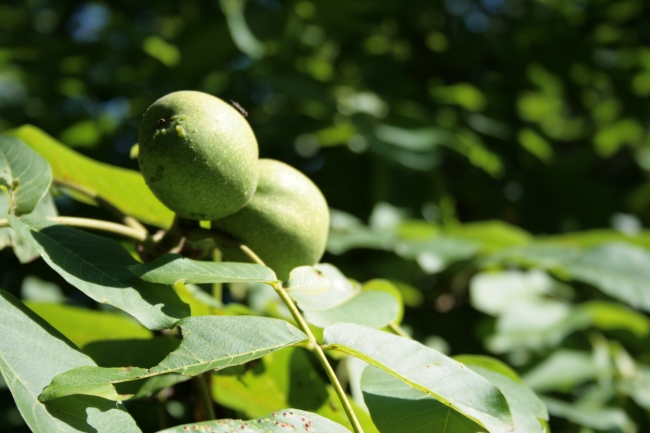 Feigen noch am Baum, 