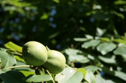 Zwei Feigen am Baum