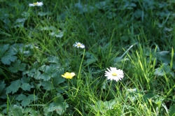 Gänseblümchen auf eine...