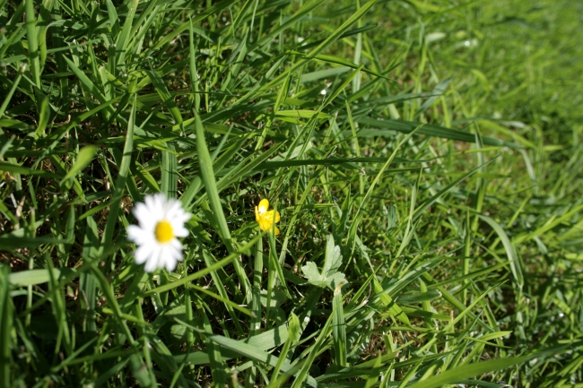 Eine Butterblume in einer Wiese, 