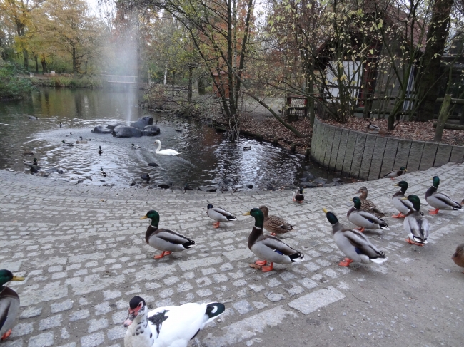 Enten am Weiher, 