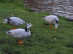 Enten im Englischen Ga...