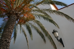 Palm at the castel
